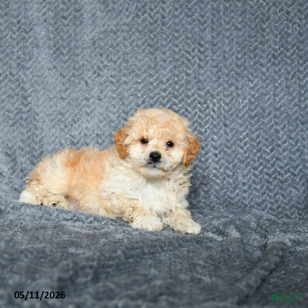 Maltipoo dogs for sale: Scout - Ad 3