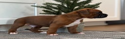 Boxer dogs for sale: Dozer - Ad 2
