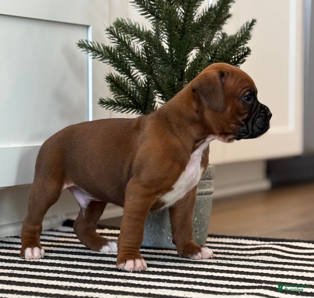 Boxer dogs for sale: Dozer - Ad 2