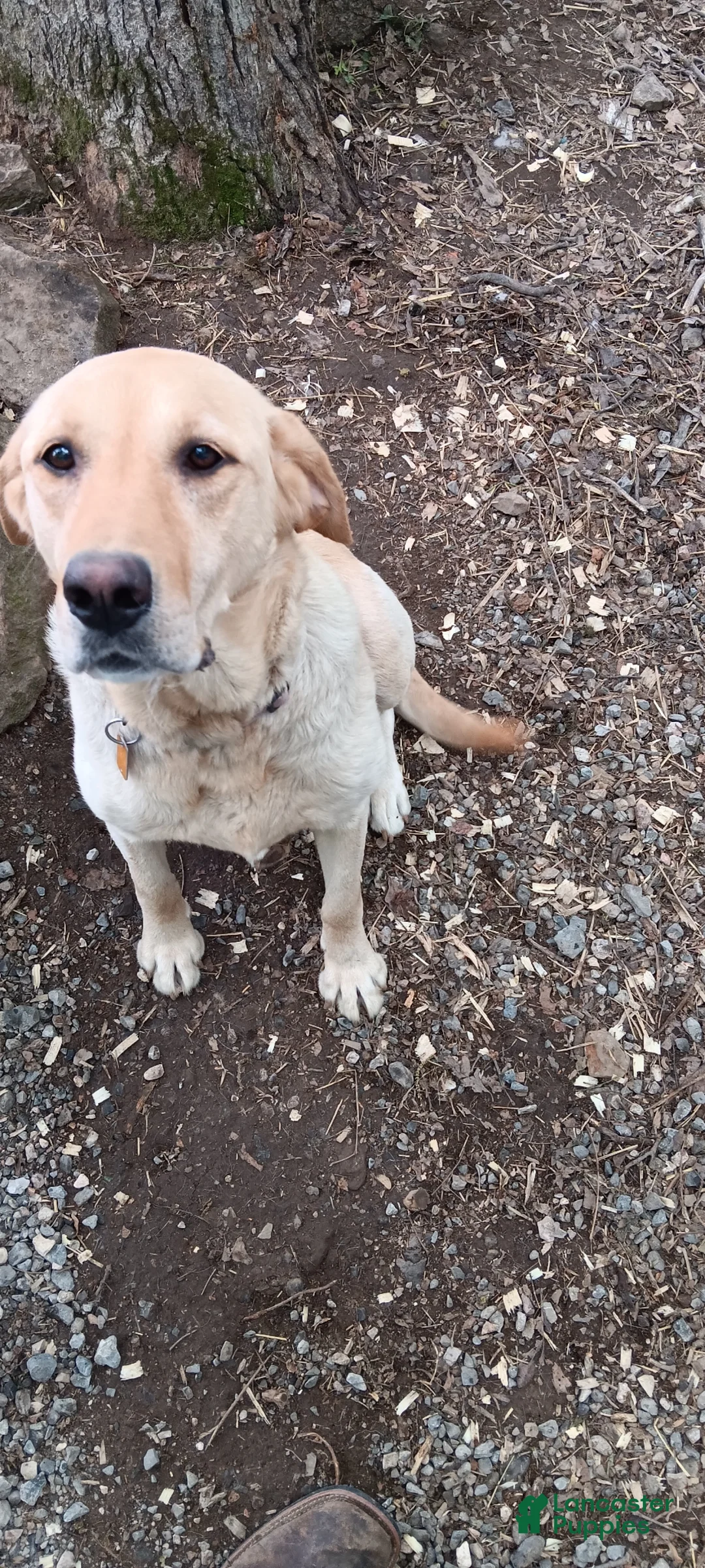 Goldador dogs for sale: Chestnut  - Ad 2