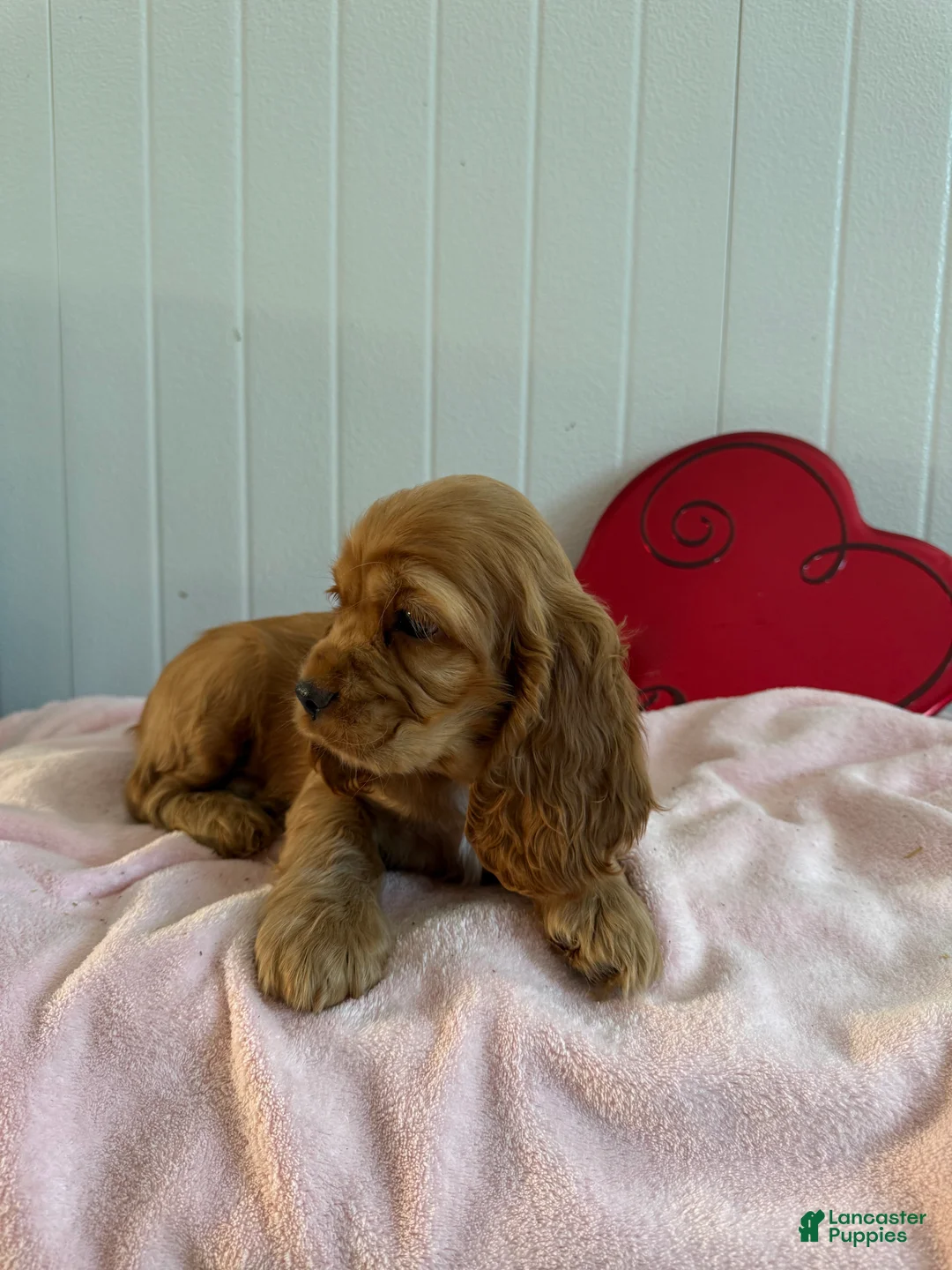 Cocker Spaniel dogs for sale: Archie - Ad 3