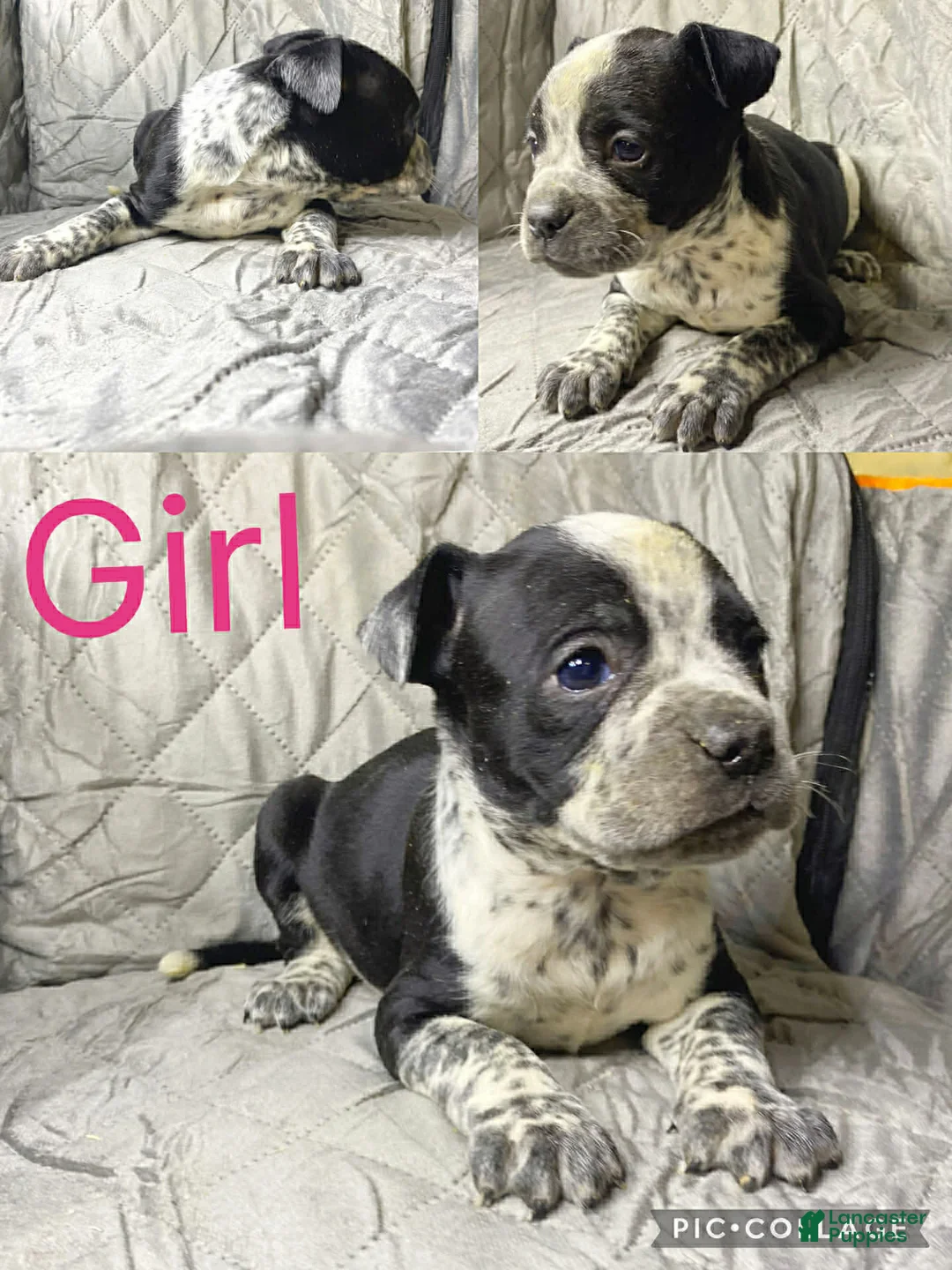 American Bully dogs for sale: American Bully Puppy 9 - Ad 1