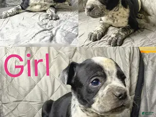 American Bully dogs American Bully Puppy 9 - Ad 34