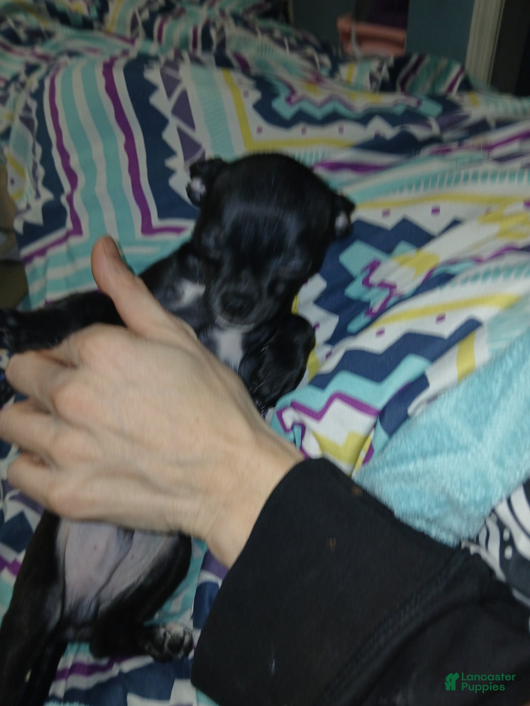 Chihuahua dogs for sale: Momo - Ad 7