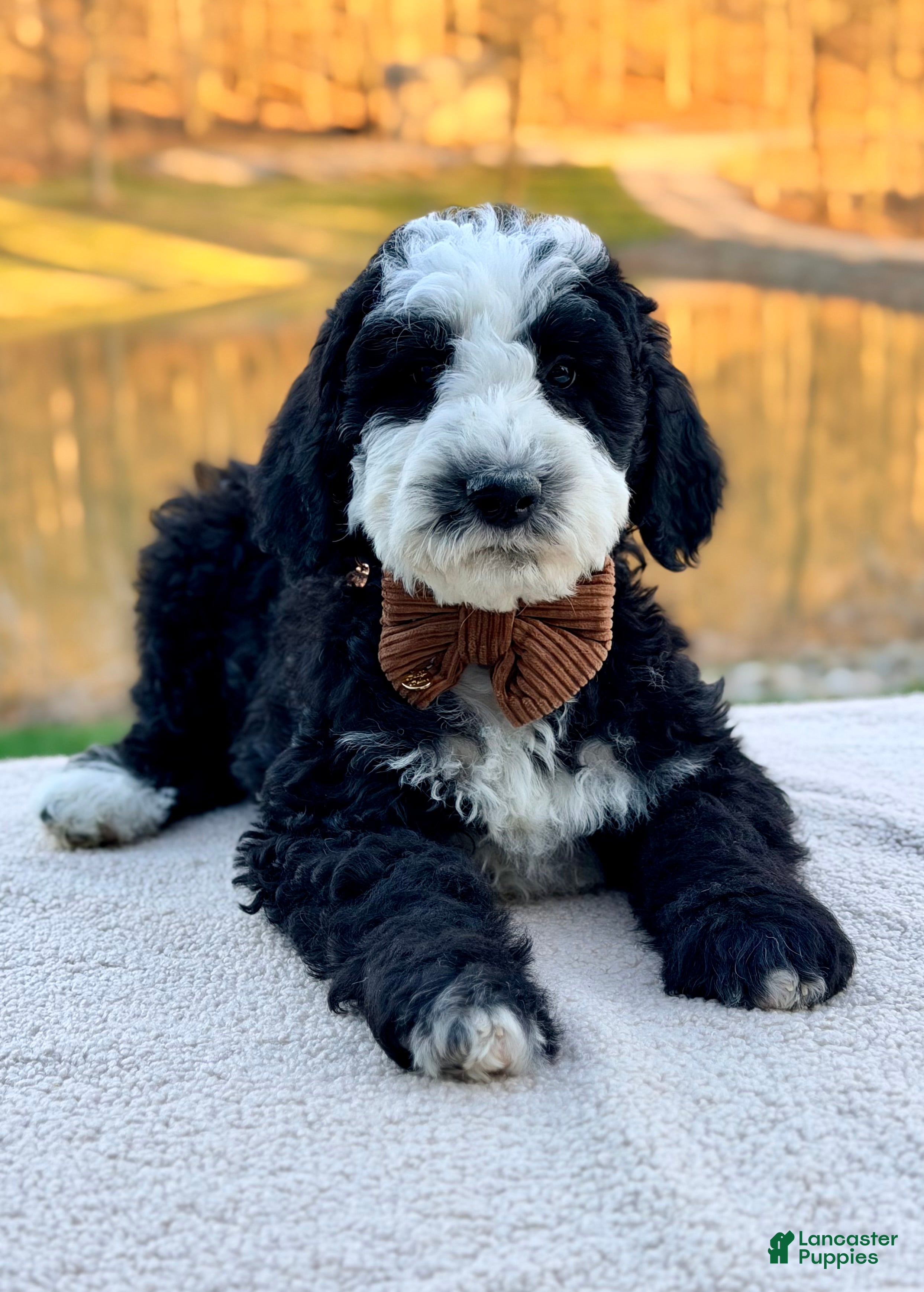 Bernedoodle dogs Shepherd  - Ad 1