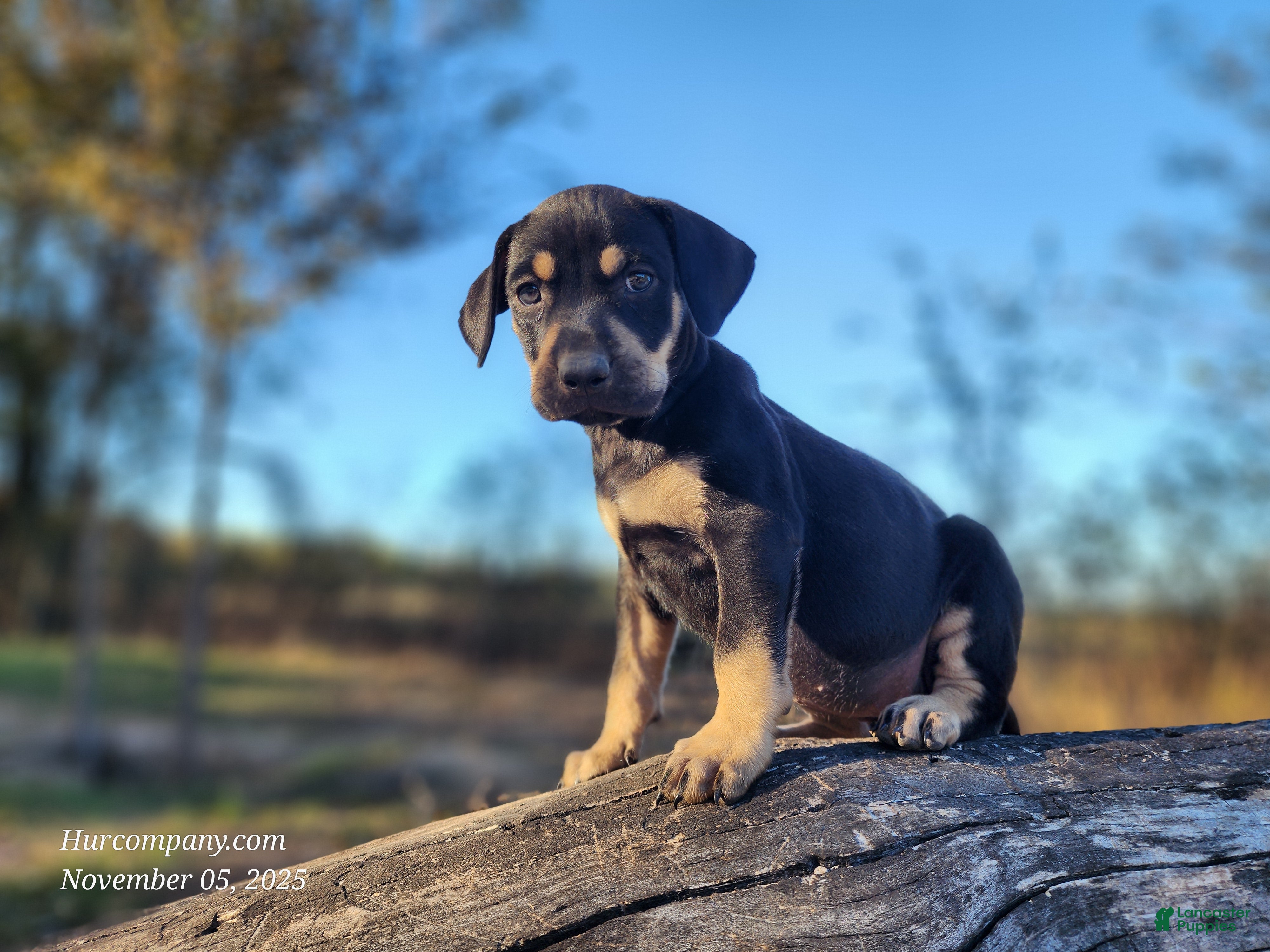 Catahoula Leopard Dog dogs Tracy II 2025 Female 3 - Ad 6