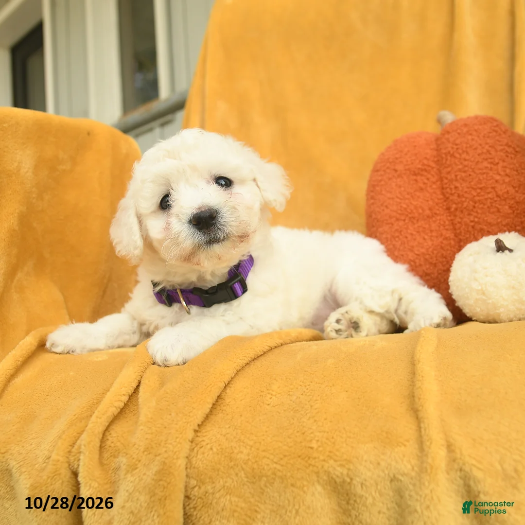 Bichon Frise dogs for sale: Harlow  - Ad 2