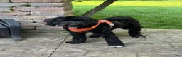 Mixed Breed dogs for sale: Pinky - Ad 7