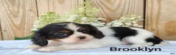 Cavalier King Charles Spaniel dogs for sale: Brooklyn  - Ad 4