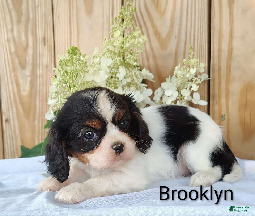 Cavalier King Charles Spaniel dogs for sale: Brooklyn  - Ad 4
