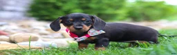 Miniature Dachshund dogs for sale: Amelia - Ad 5