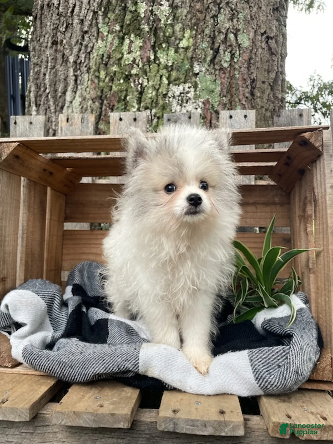 Mixed Breed dogs for sale: Lucas - Ad 2