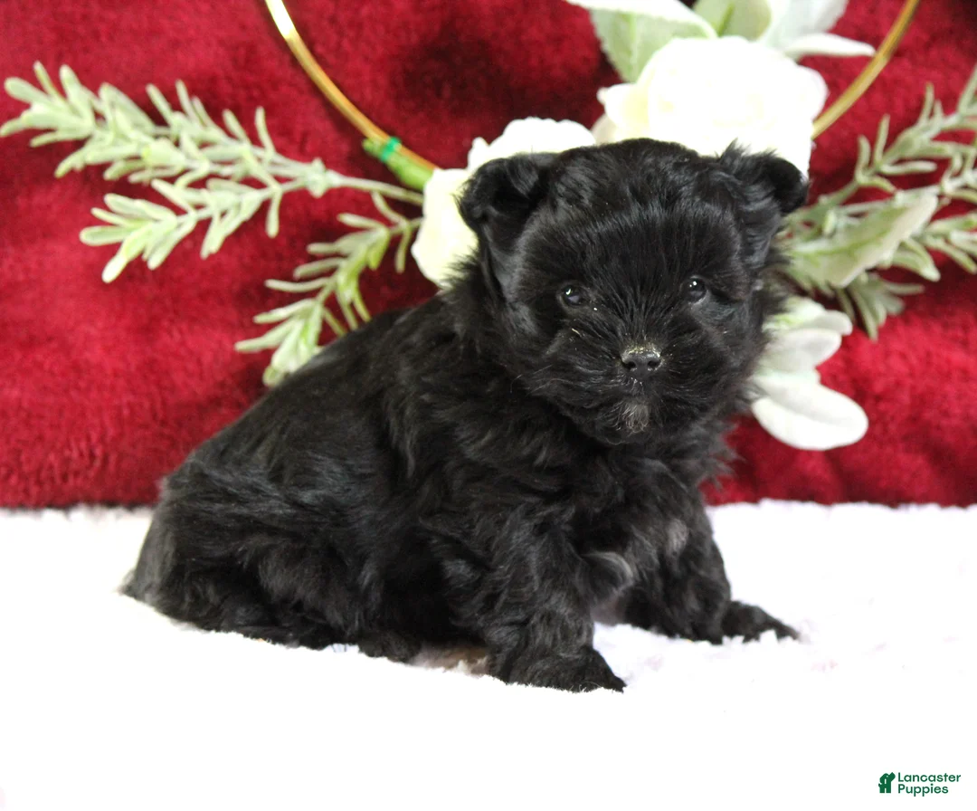 Yorkiepoo dogs for sale: Baxtor - Ad 7