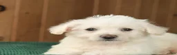 Westiepoo dogs for sale: William - Ad 5