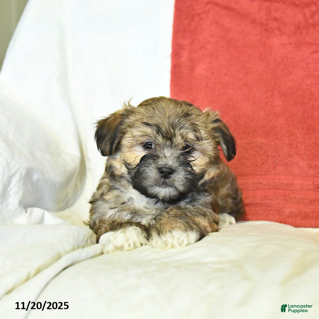 Shorkie dogs for sale: Maple   - Ad 2