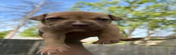 Pitsky dogs for sale: Pitsky Puppy 2 - Ad 2
