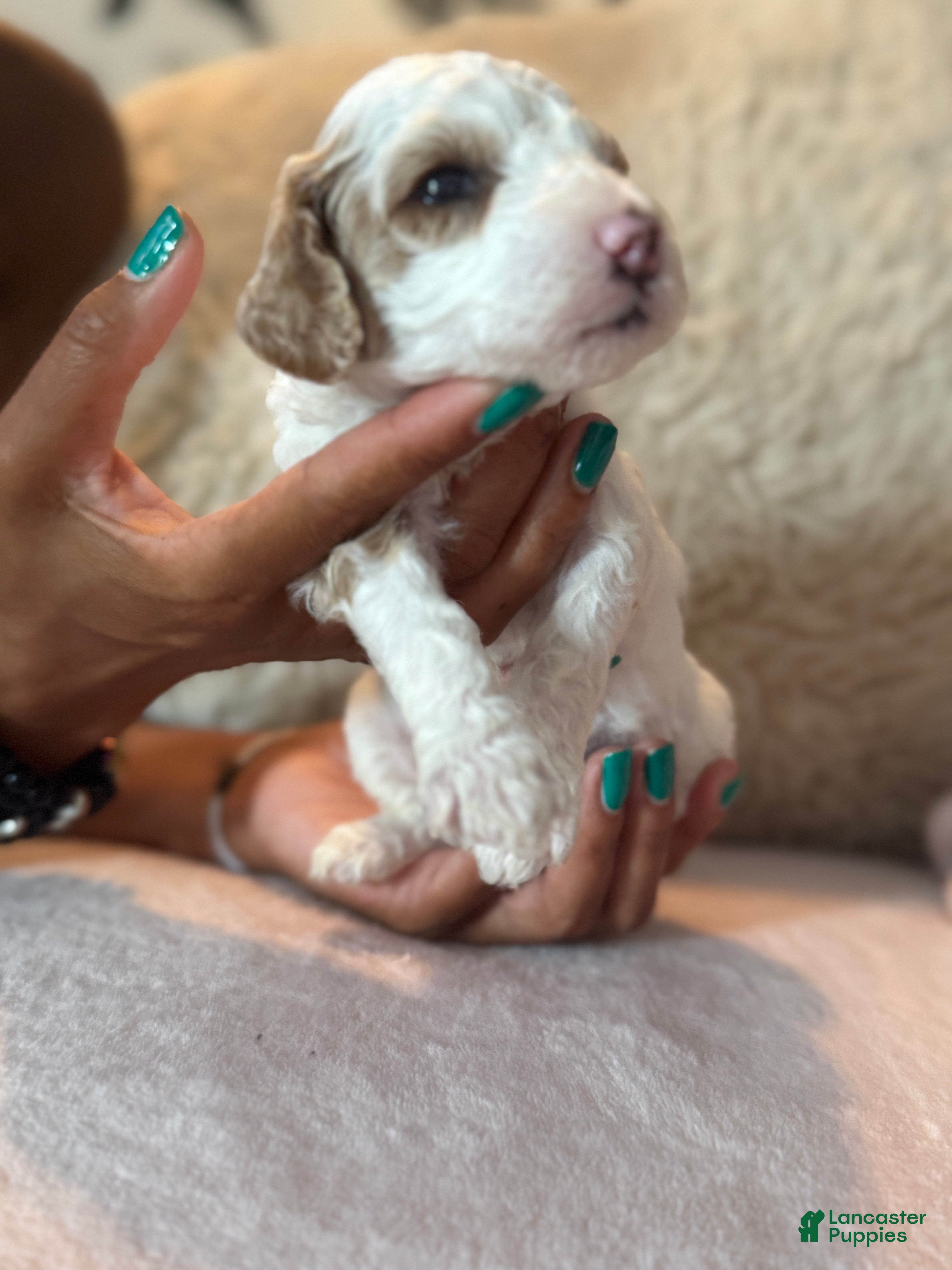 Toy Poodle dogs P2  - Ad 2