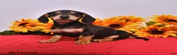 Miniature Dachshund dogs for sale: Doug  - Ad 1