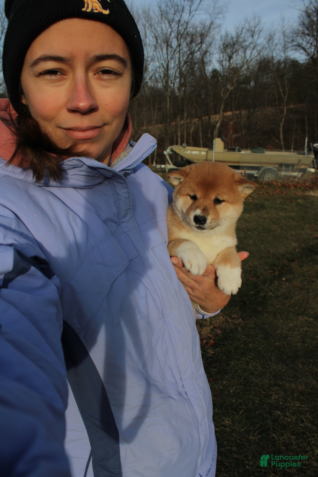 Shiba Inu dogs for sale: Light - Ad 2