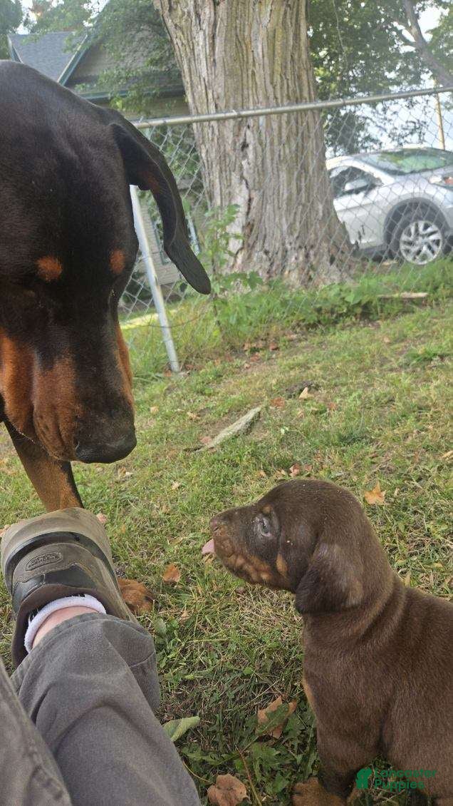 Doberman Pinscher dogs Doberman Pinscher 7 - Ad 7
