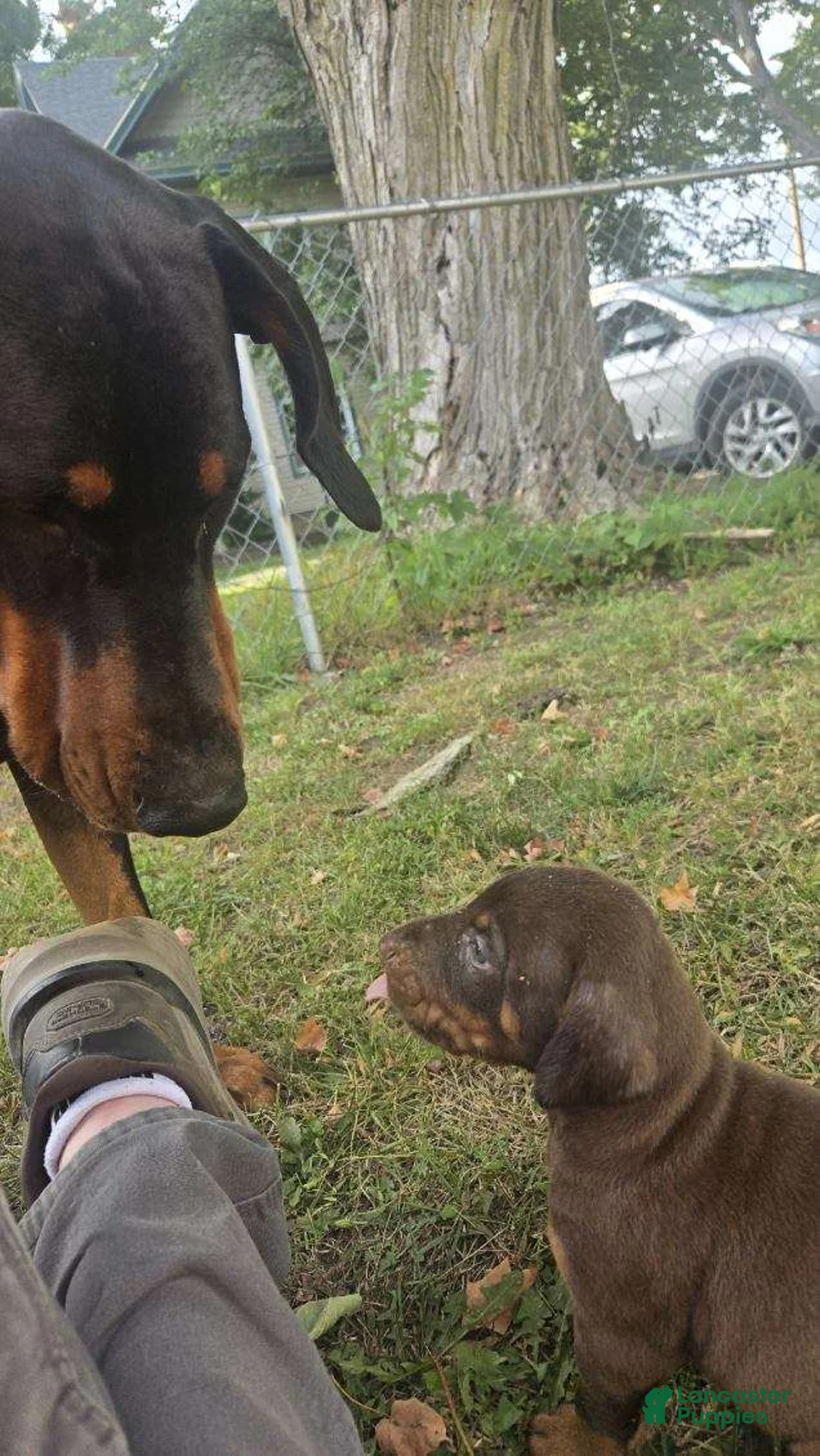 Doberman Pinscher dogs for sale: Doberman Pinscher 7 - Ad 1
