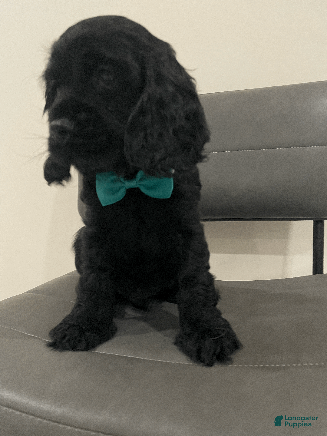 Cocker Spaniel dogs for sale: Cocoa  - Ad 3