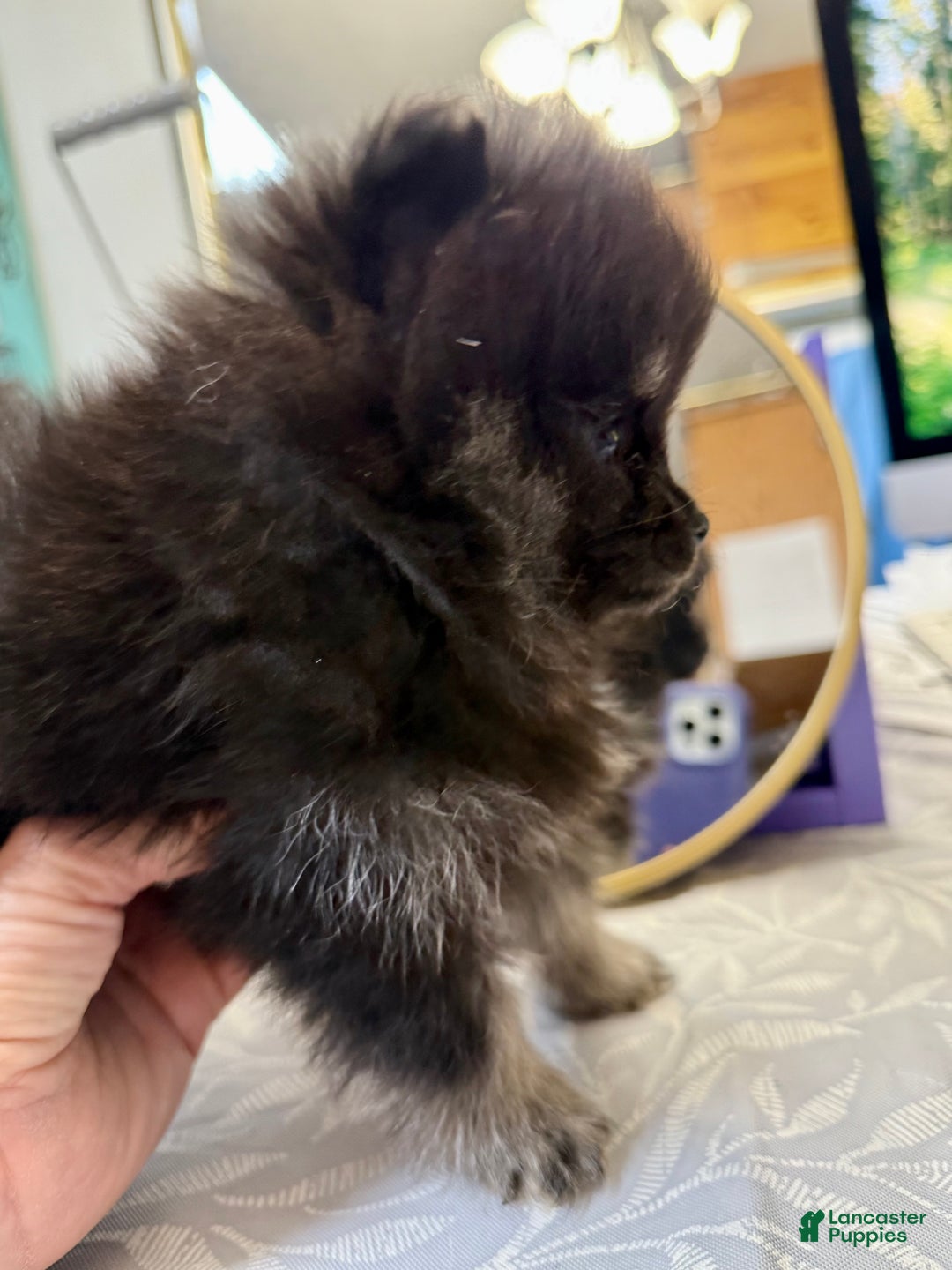 Pomeranian dogs for sale: CHACHI Pomeranian  - Ad 13