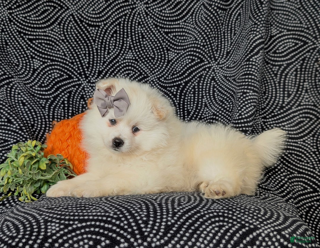 Pomeranian dogs for sale: Pipa - Ad 6