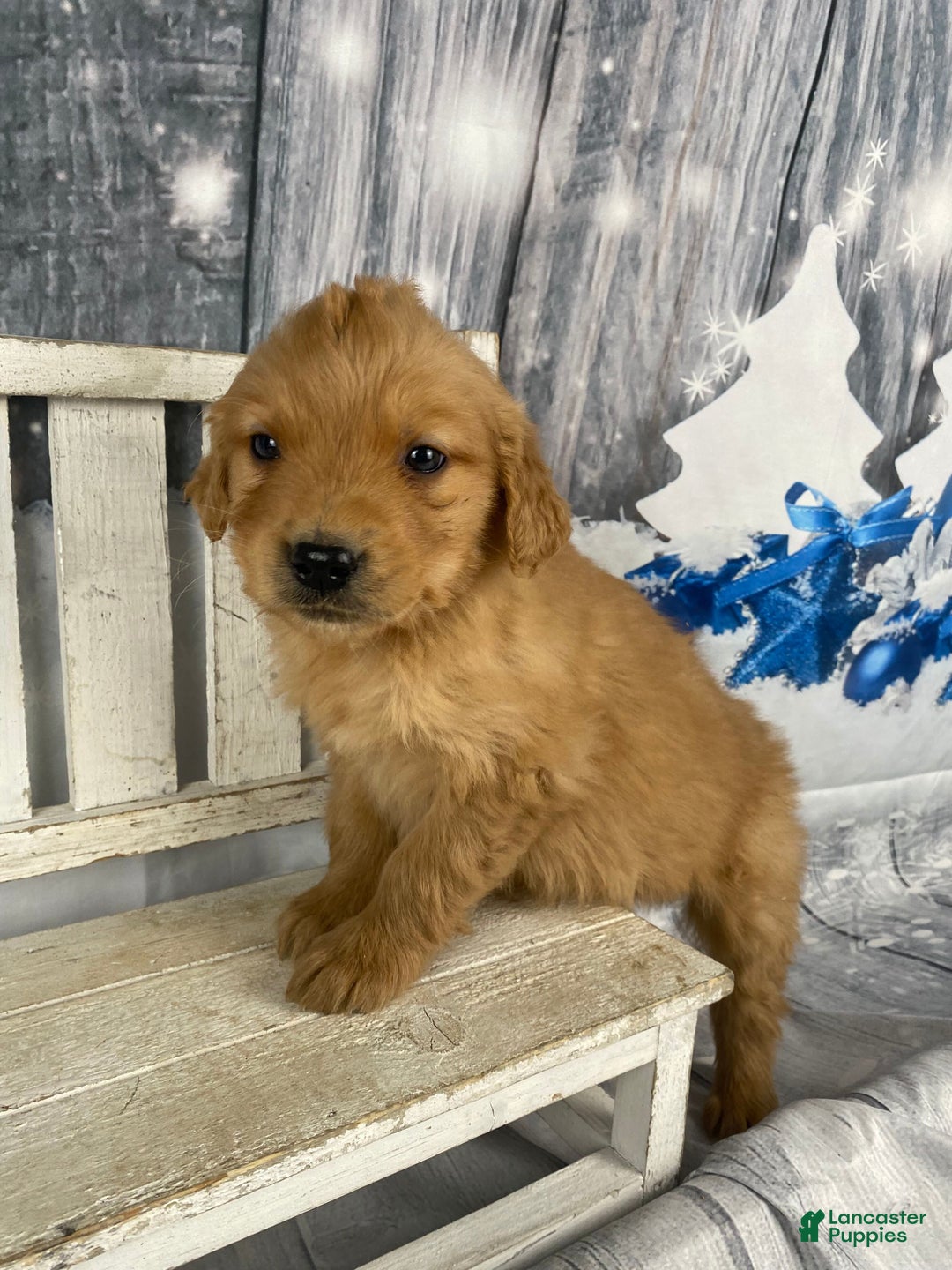 Golden Retriever dogs for sale: Tommy - Ad 5