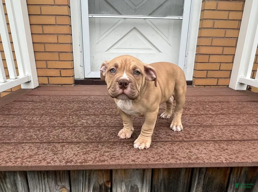 Gallery Image {{count}}