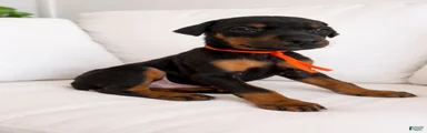 Doberman Pinscher Puppy 1