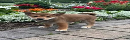 Shiba Inu dogs for sale: Ike - Ad 4