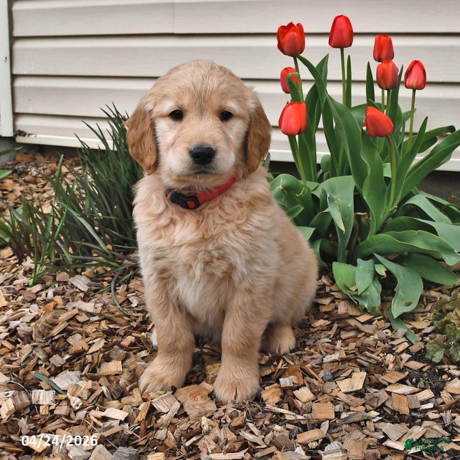 Golden Retriever dogs Floyd - Ad 1