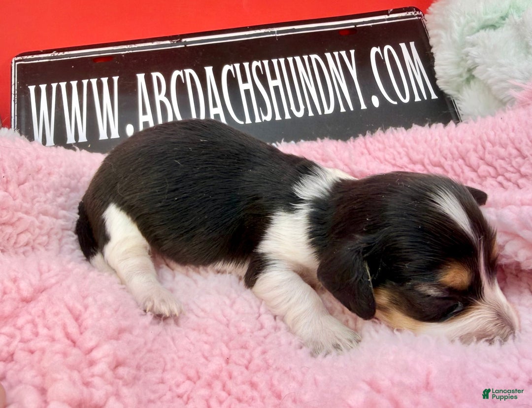 Miniature Dachshund dogs for sale: Russian/South African pies - Ad 1