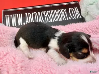 Miniature Dachshund dogs Russian/South African pies - Ad 17