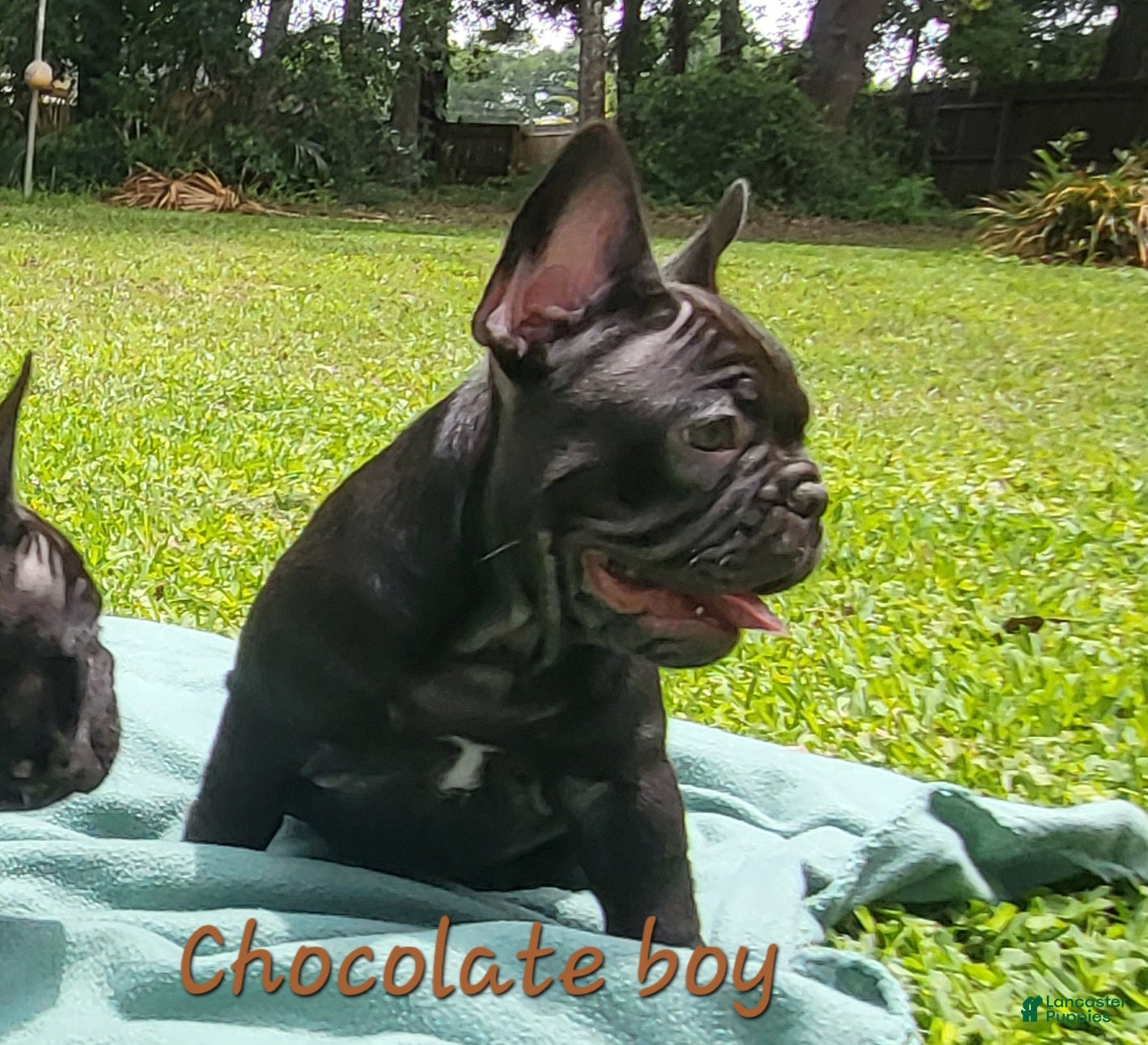 French Bulldog dogs Koda puppy number 6 - Ad 42