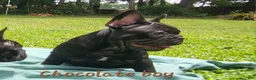 French Bulldog dogs for sale: Koda puppy number 6 - Ad 2