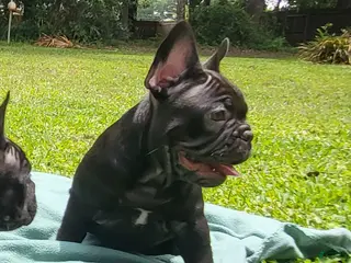 French Bulldog dogs Koda puppy number 6 - Ad 42