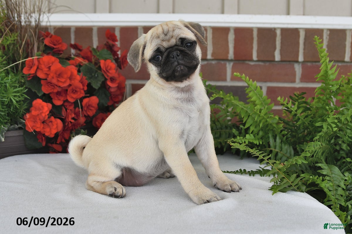 Pug dogs Lilac - Ad 2