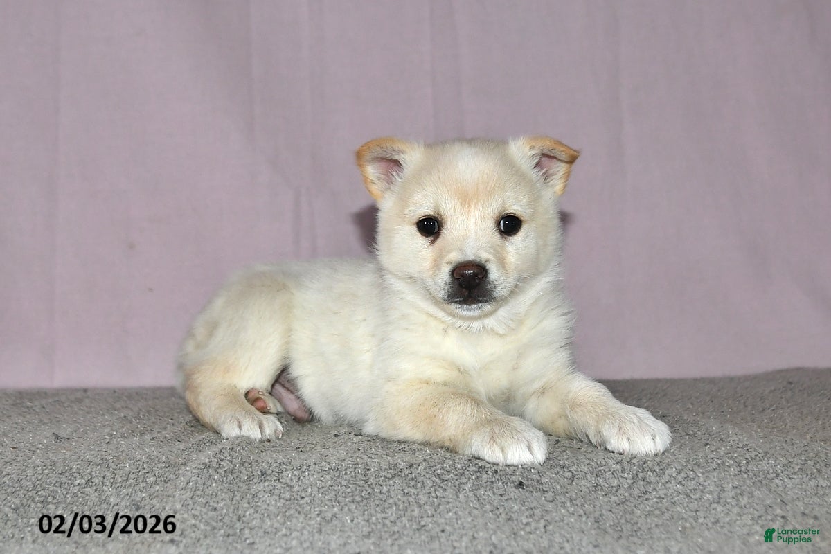 Mixed Breed dogs Lenny - Ad 12