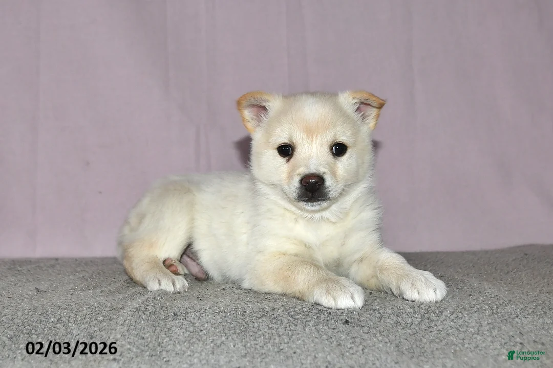 Mixed Breed dogs for sale: Lenny - Ad 1