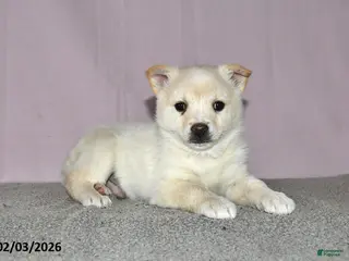 Mixed Breed dogs Lenny - Ad 12