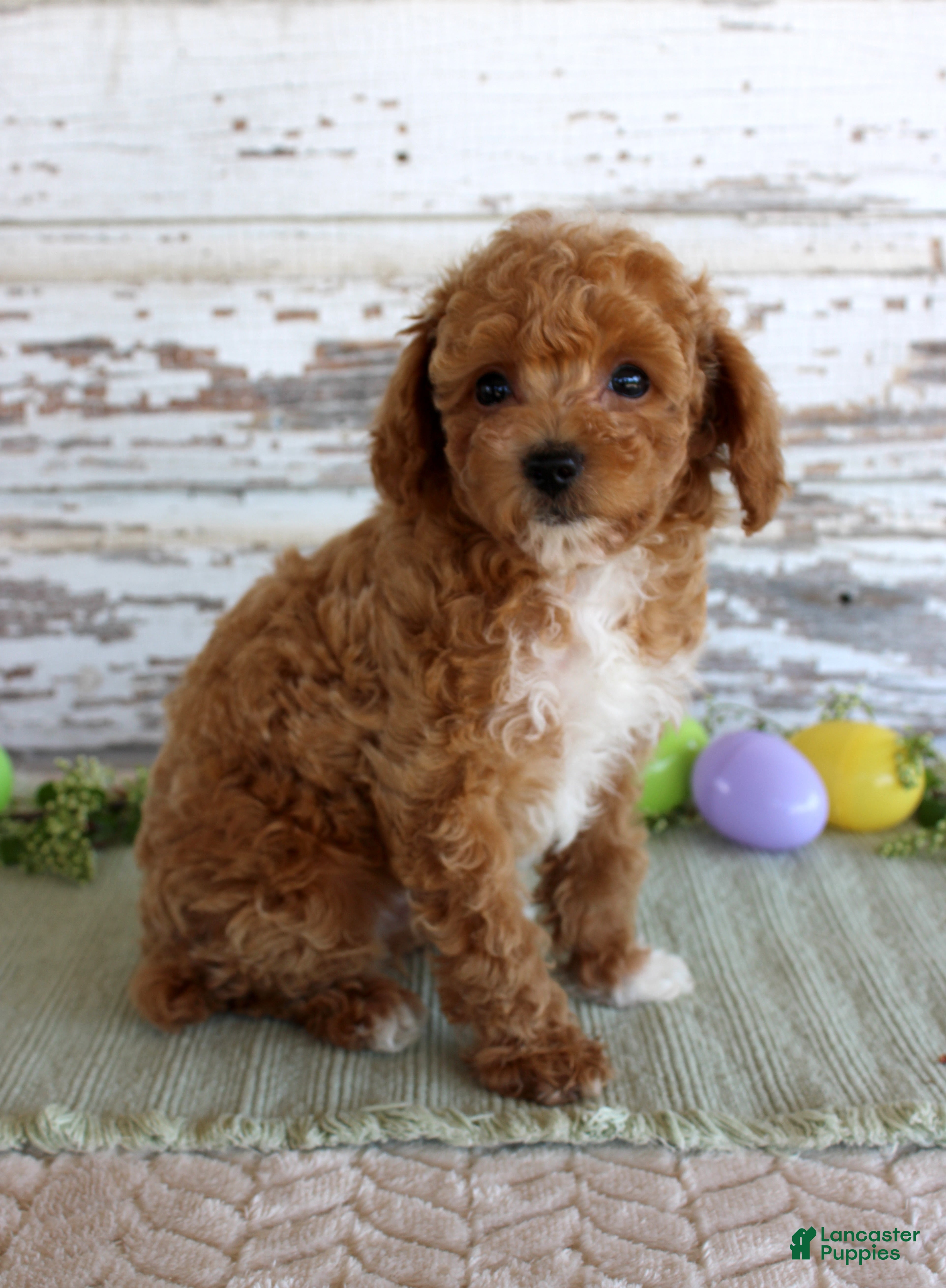 Toy Poodle dogs Oscar - Ad 22