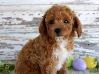 Toy Poodle dogs Oscar - Ad 22