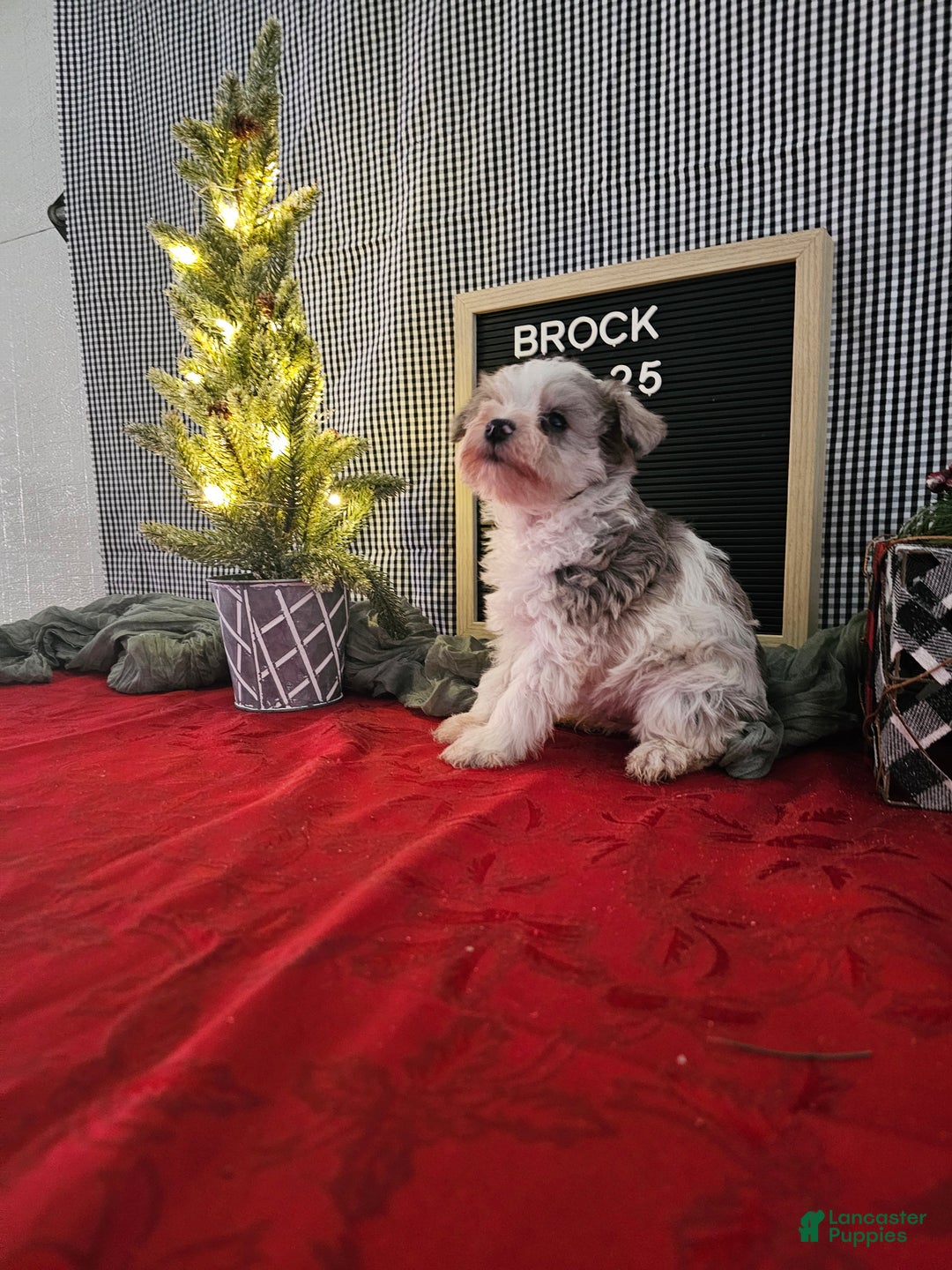 Miniature Schnauzer dogs for sale: Brock - Ad 3