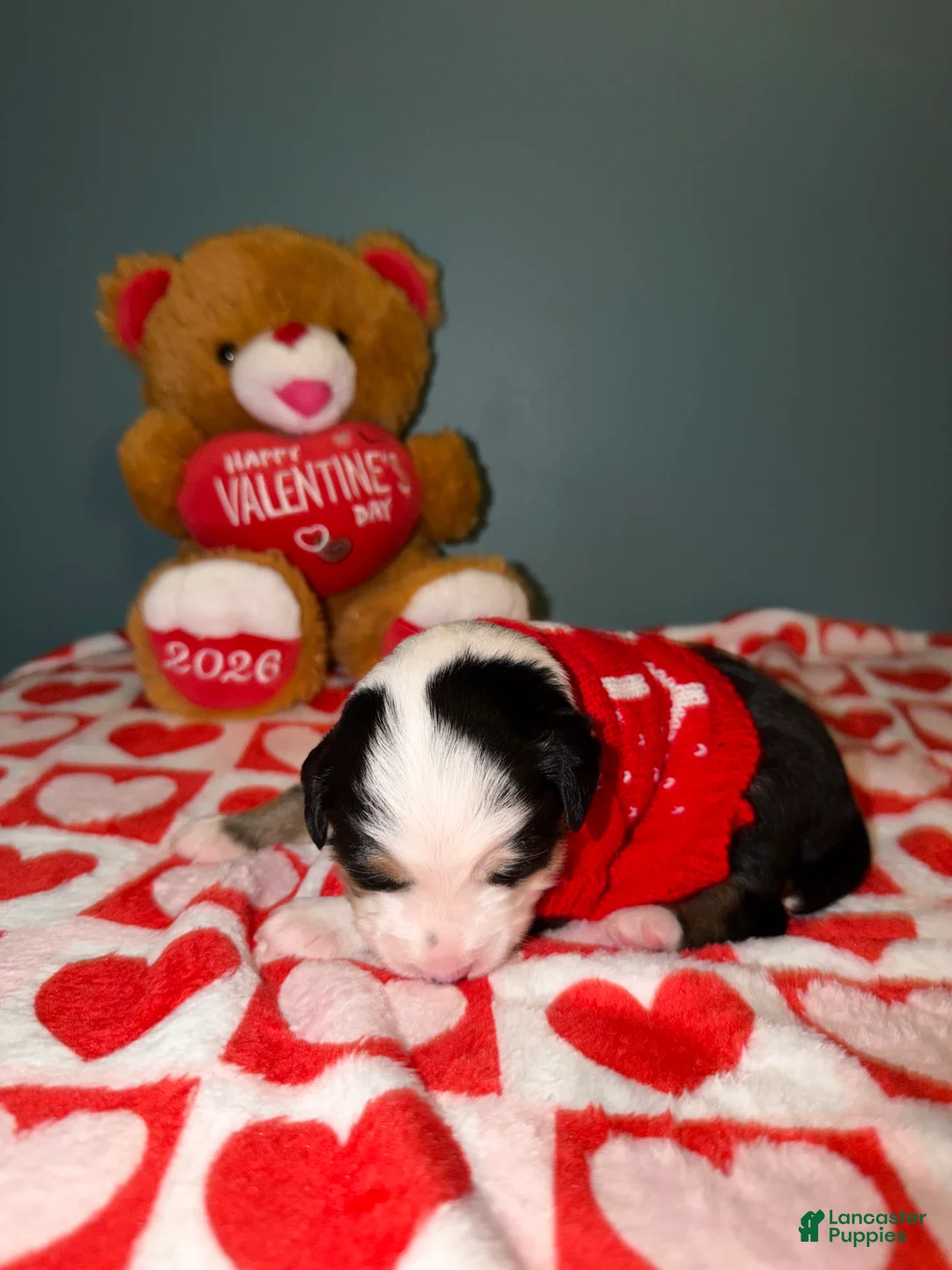 Miniature Australian Shepherd dogs for sale: John - Ad 4