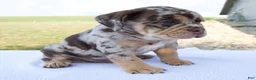 Beabull dogs for sale: Milo - Ad 6