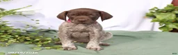 German Shorthaired Pointer dogs for sale: Molly - Ad 5