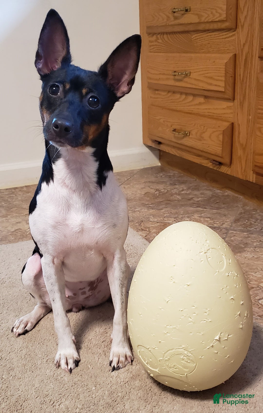 Rat Terrier dogs for sale: Molly *updated photos* - Ad 11