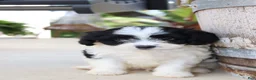 Cavapoo dogs for sale: Jambalaya - Ad 6